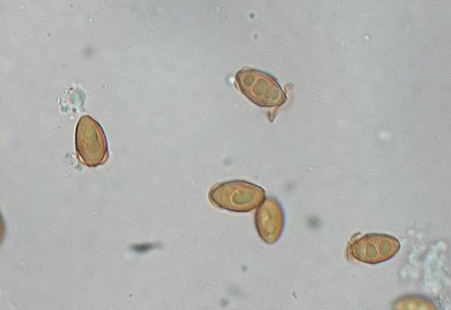 Galerina spec.  Cod.: 1915-07